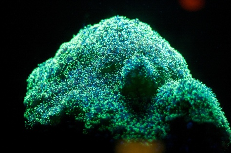 bioluminescence 1