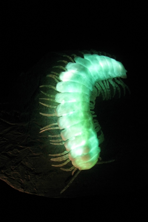 Weird Science Bioluminescence