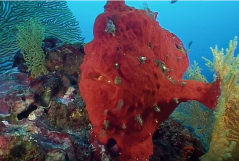 Stunning Marine Life Documentary Video